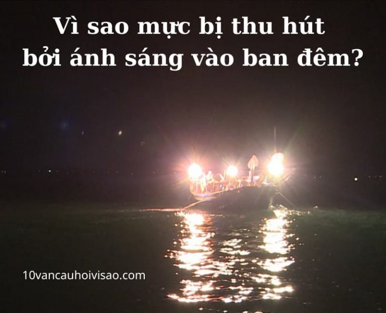 vi-sao-muc-bi-thu-hut-boi-anh-sang-vao-ban-dem