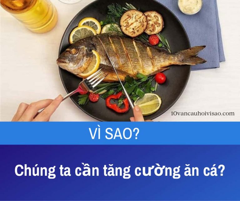 vi-sao-chung-ta-can-tang-cuong-an-ca