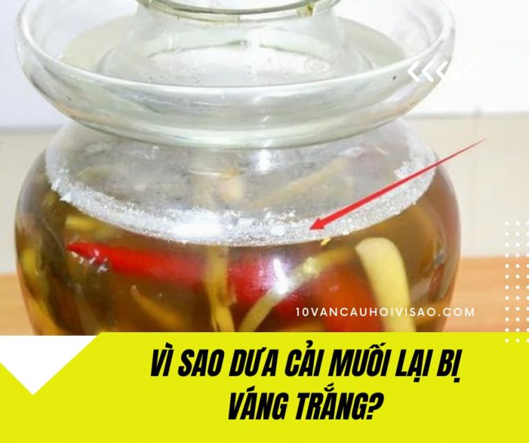 vi-sao-dua-cai-muoi-co-vang-trang