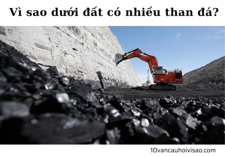 vi-sao-duoi-dat-co-nhieu-than-da