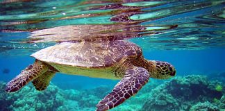 Rùa thở ở dưới nước như thế nào?