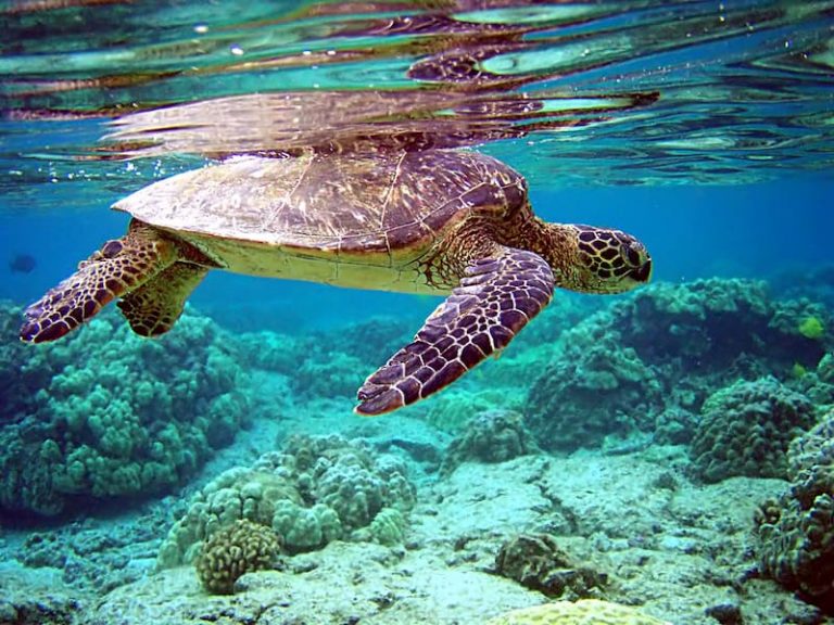 Rùa thở ở dưới nước như thế nào?