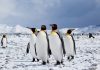 chim cánh cụt có thể sống ở nam cực