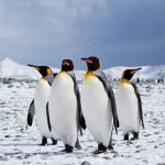 chim cánh cụt có thể sống ở nam cực