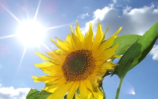 Vì sao hoa hướng dương luôn hướng về mặt trời?