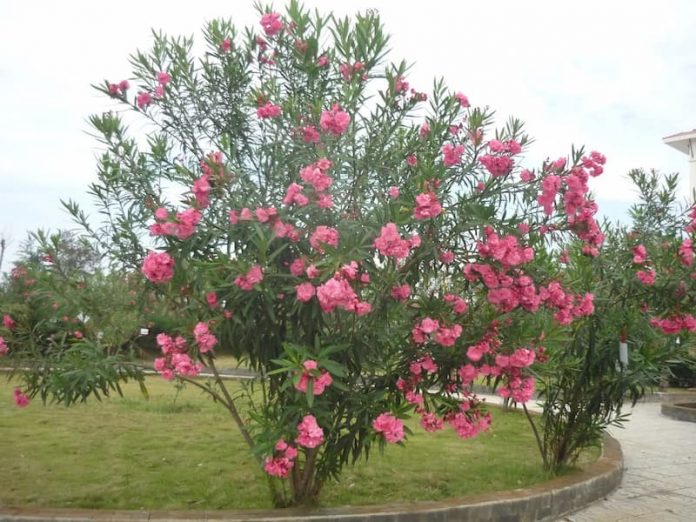 Trúc đào với những cành lá xanh mướt và những cánh hoa màu hồng phấn đã trở thành loài cây cảnh được ưa chuộng trong nhiều gia đình Việt.