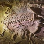 Hóa thạch được hình thành như thế nào?