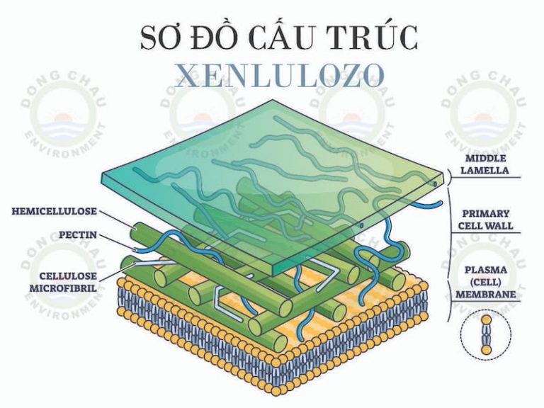 xenluloza là chất dinh dưỡng thứ bảy