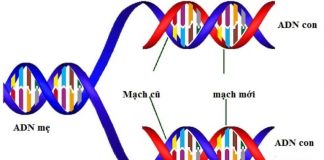 Vì Sao 2 ADN Con Được Tạo Ra Qua Cơ Chế Nhân Đôi?
