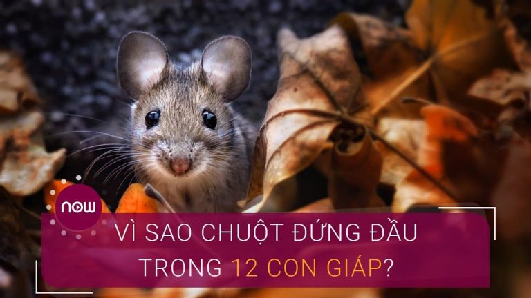 Vì sao con chuột đứng vị trí số 1 trong lịch 12 con giáp?