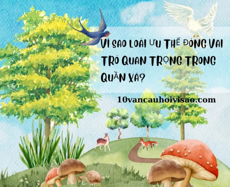 Vì sao loài ưu thế đóng vai trò quan trọng trong quần xã