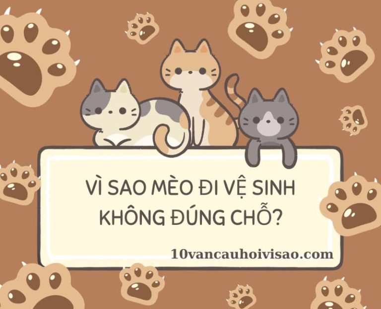 Vì sao mèo đi vệ sinh không đúng chỗ