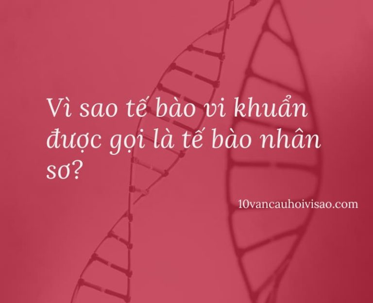 Vì sao tế bào vi khuẩn được gọi là tế bào nhân sơ