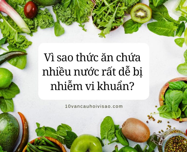 Vì sao thức ăn chứa nhiều nước rất dễ bị nhiễm vi khuẩn