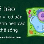 te-bao-cau-tao-nen-co-the-song